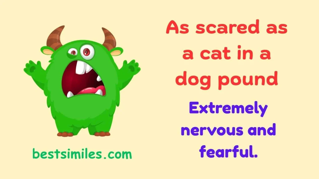 As scared as a cat in a dog pound