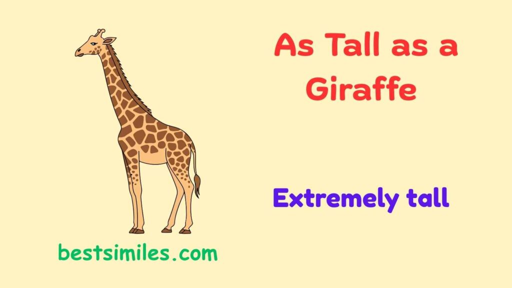 As tall as a giraffe